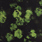 Ink-dyed Verdure Pizi Xiangyunsha
